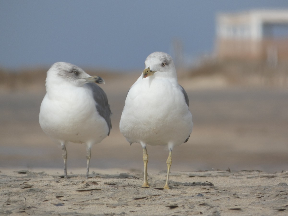 Yellow-legged Gull (atlantis) - ML642335539