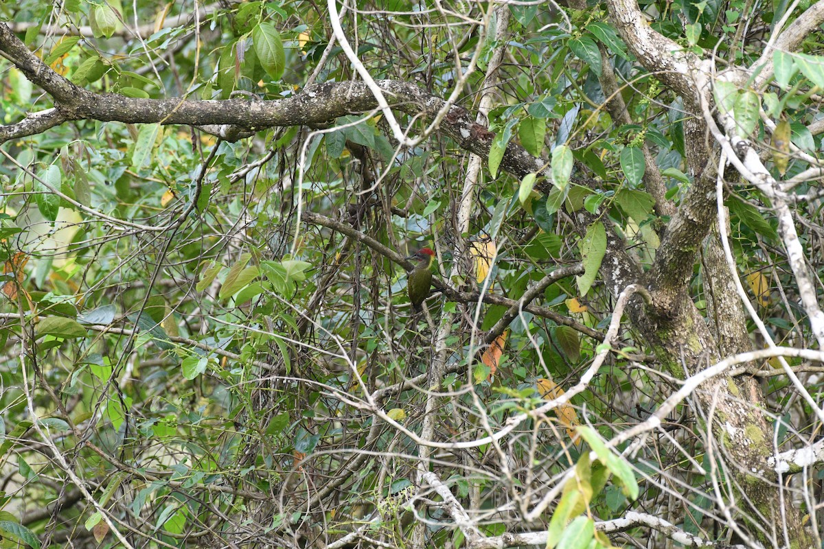 Lesser Yellownape - ML642335563