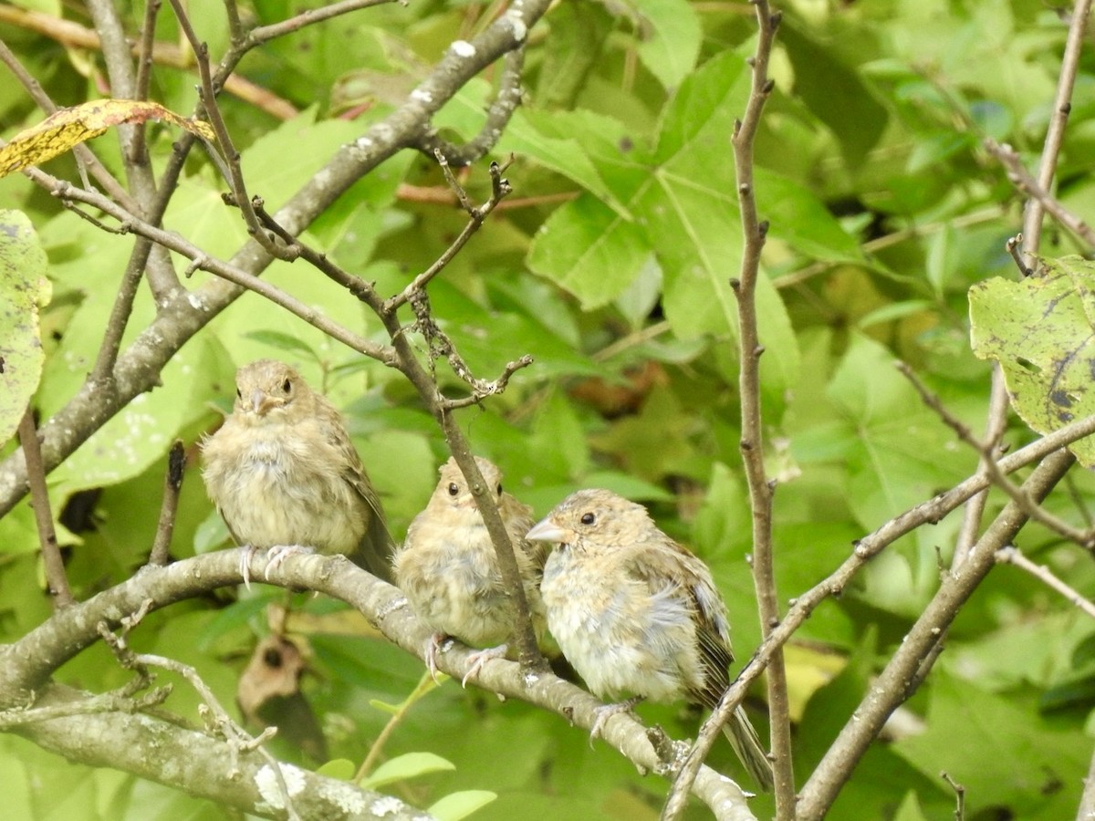 Indigo Bunting - ML642335572