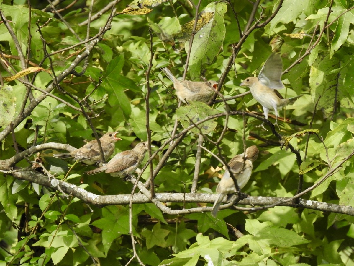 Indigo Bunting - ML642335573