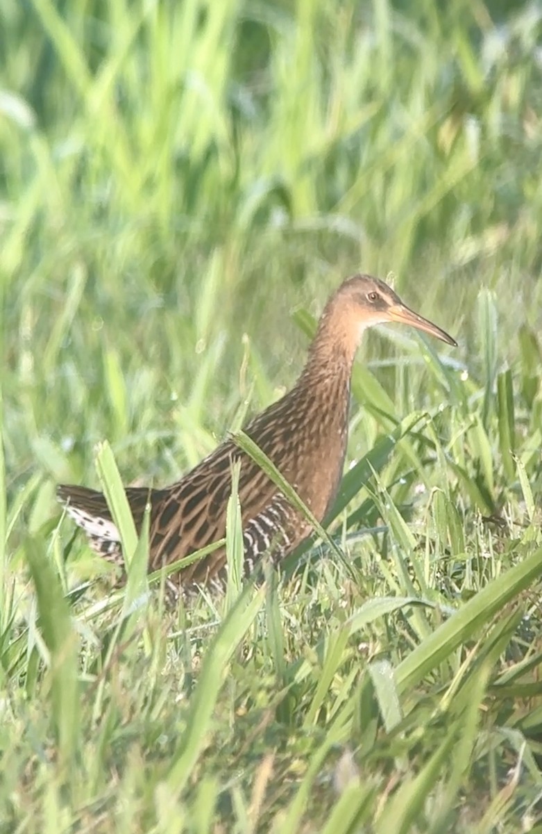 King Rail - ML642335578