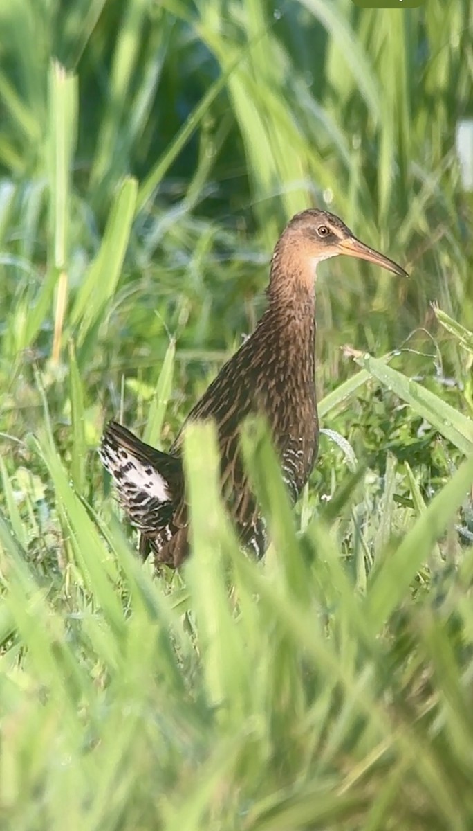 King Rail - ML642335579