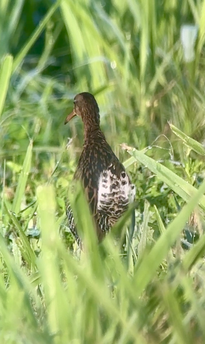 King Rail - ML642335580