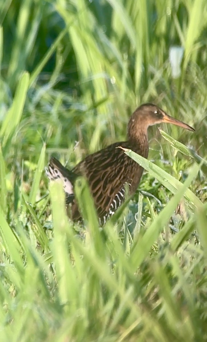 King Rail - ML642335581