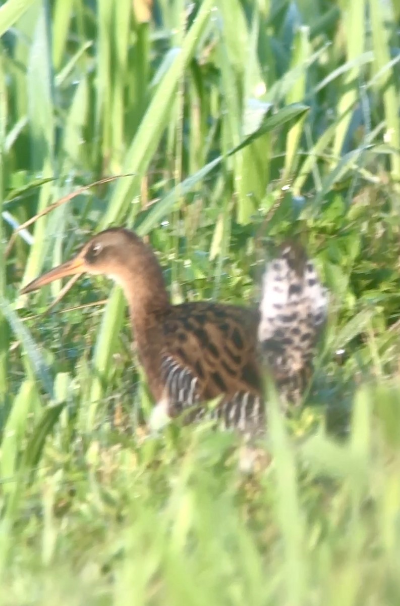 King Rail - ML642335583
