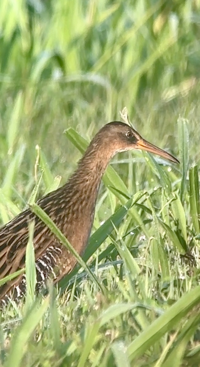 King Rail - ML642335584