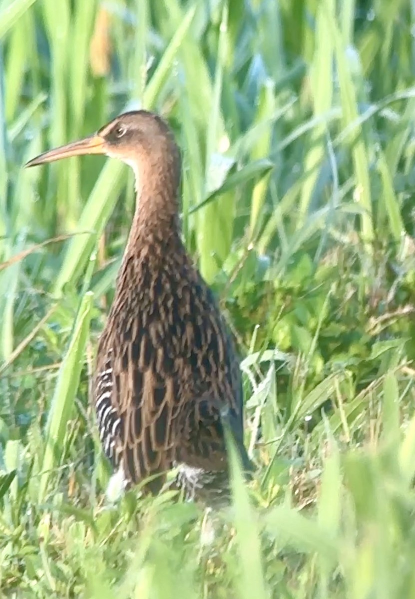 King Rail - ML642335585