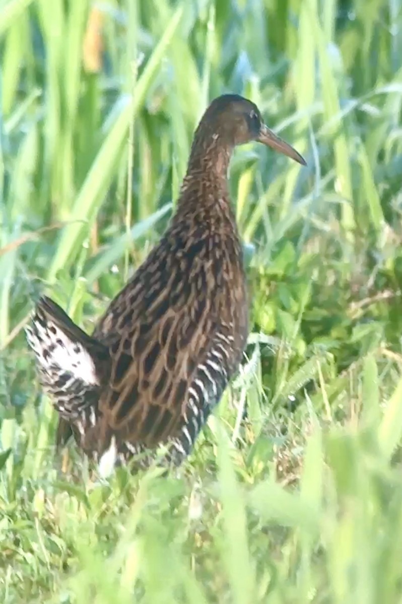 King Rail - ML642335586