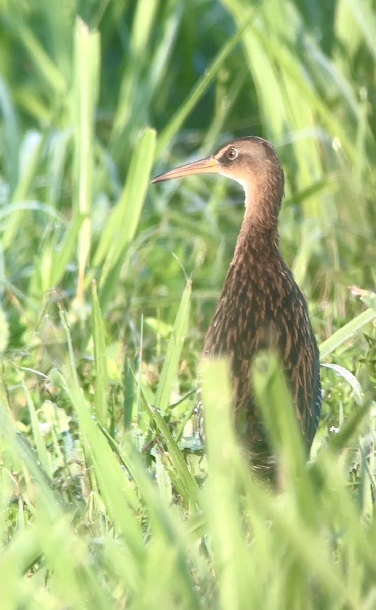 King Rail - ML642335587