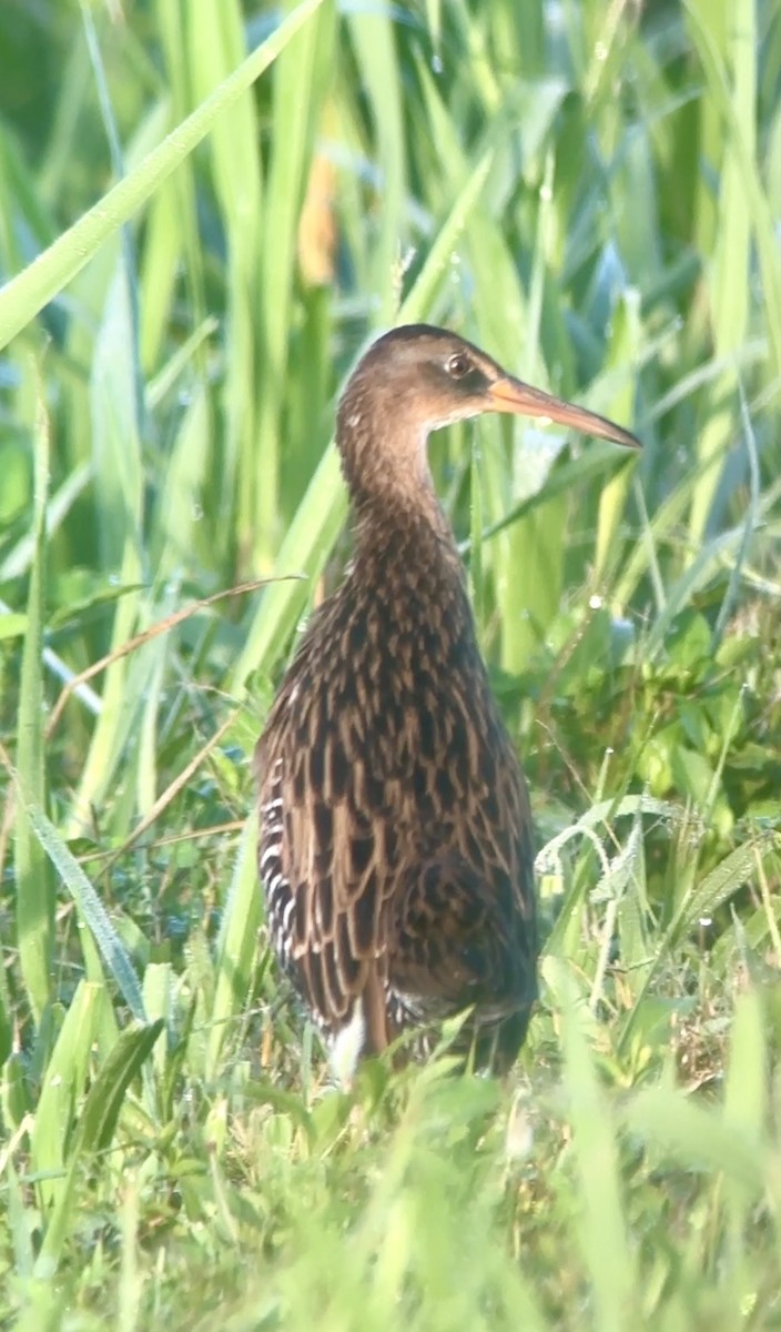 King Rail - ML642335588