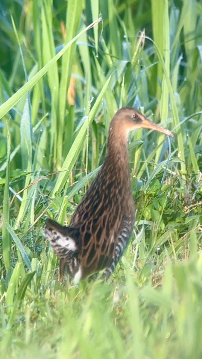 King Rail - ML642335589