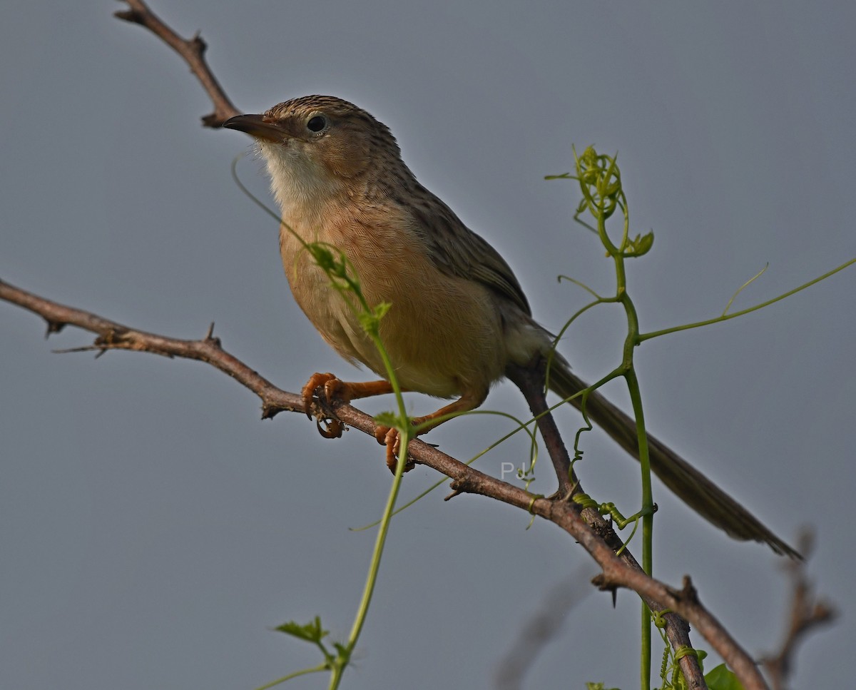 Common Babbler - ML642335591