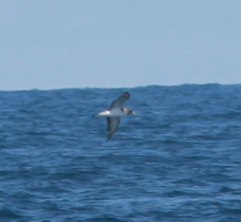 Cory's/Scopoli's Shearwater - ML642335608