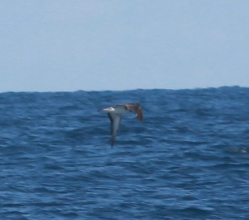 Cory's/Scopoli's Shearwater - ML642335609