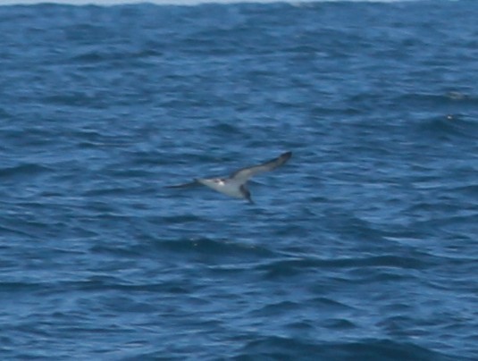Cory's/Scopoli's Shearwater - ML642335611
