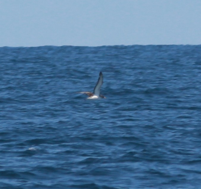 Cory's/Scopoli's Shearwater - ML642335614