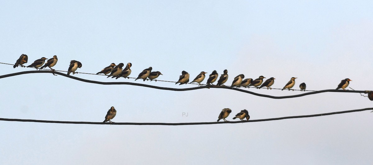 Indian Pied Starling - ML642335618