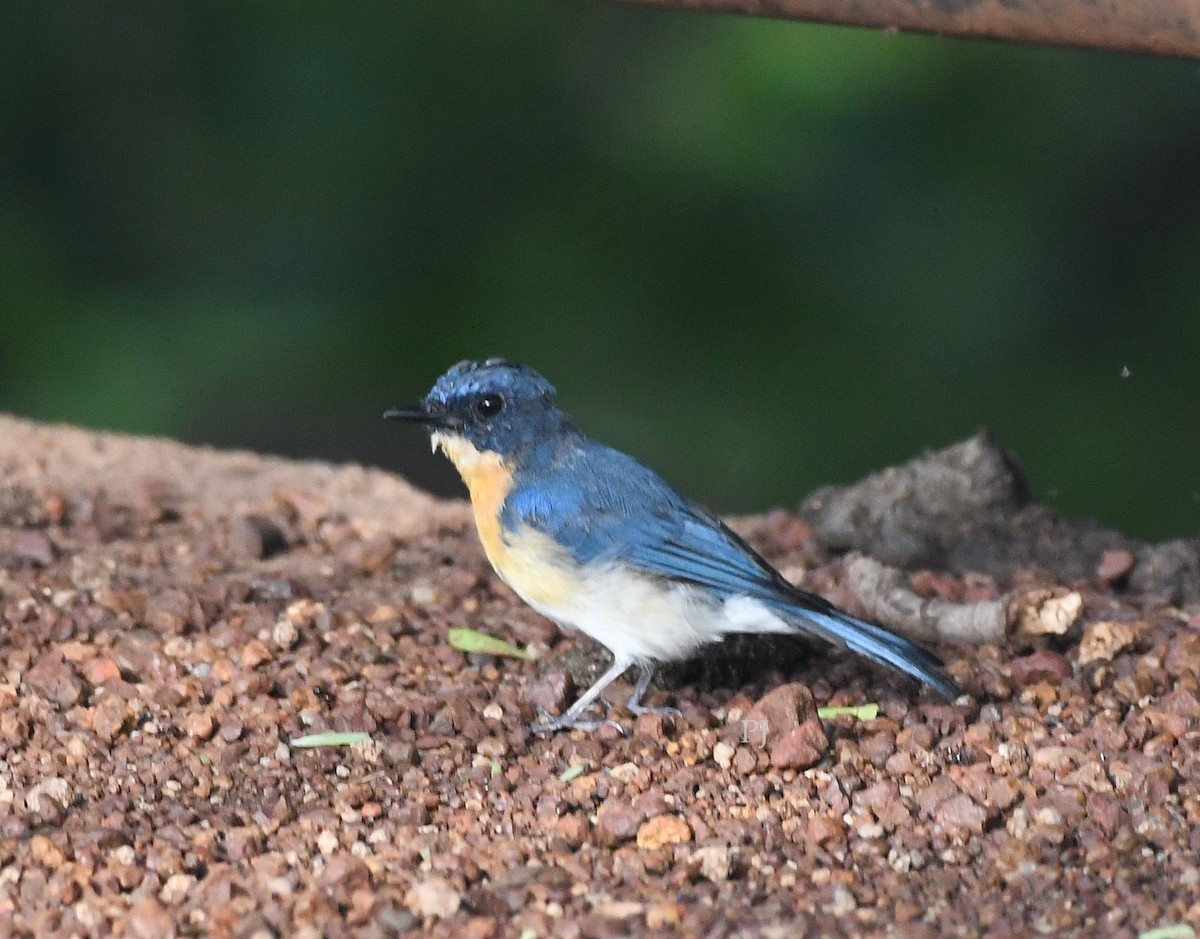 Tickell's Blue Flycatcher - ML642335634