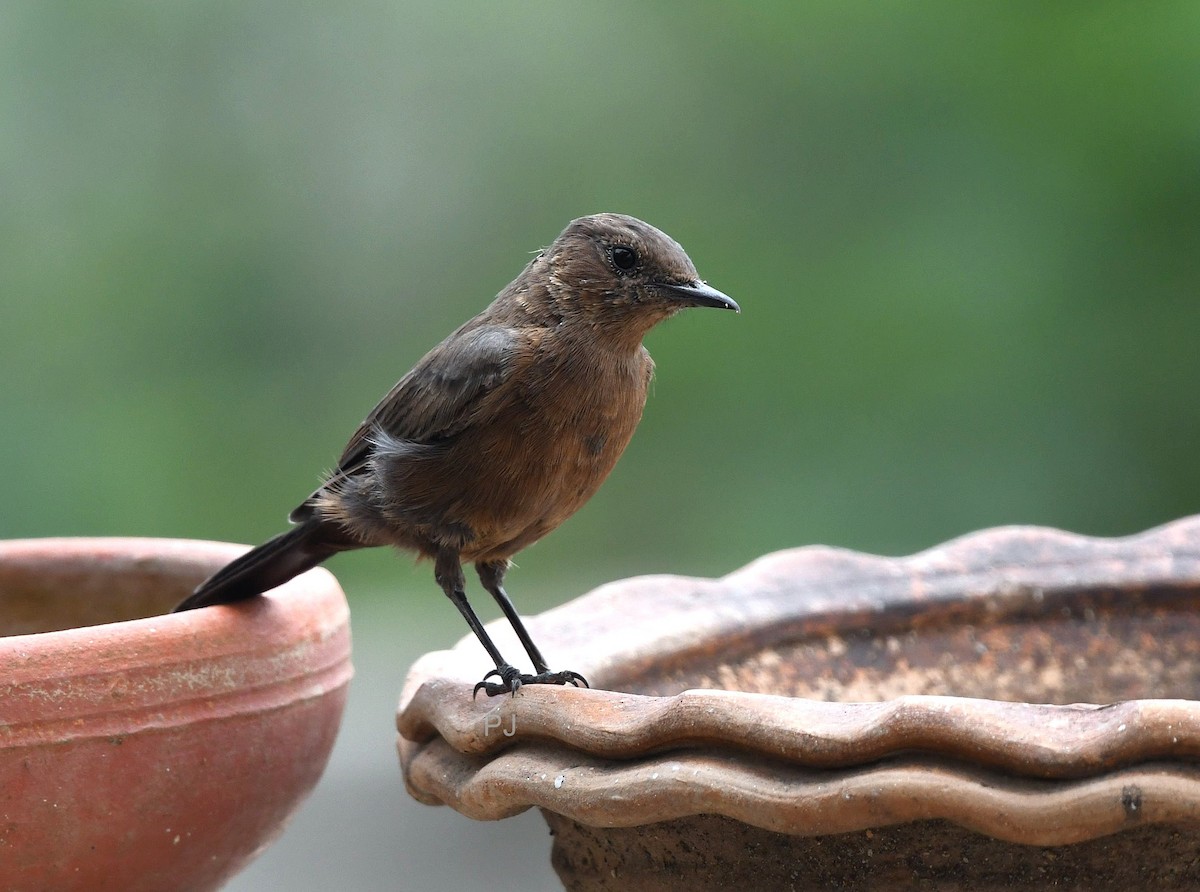 Brown Rock Chat - ML642335642