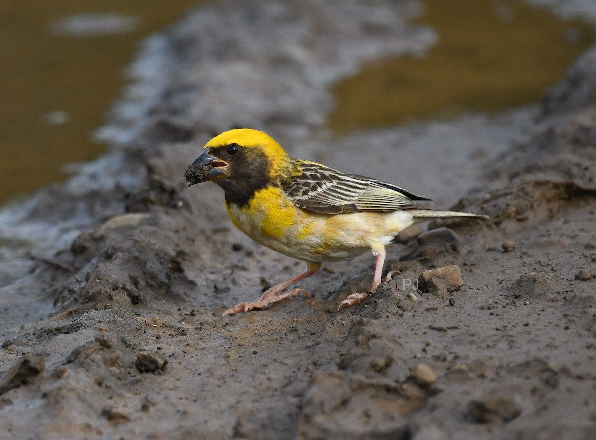 Baya Weaver - ML642335657