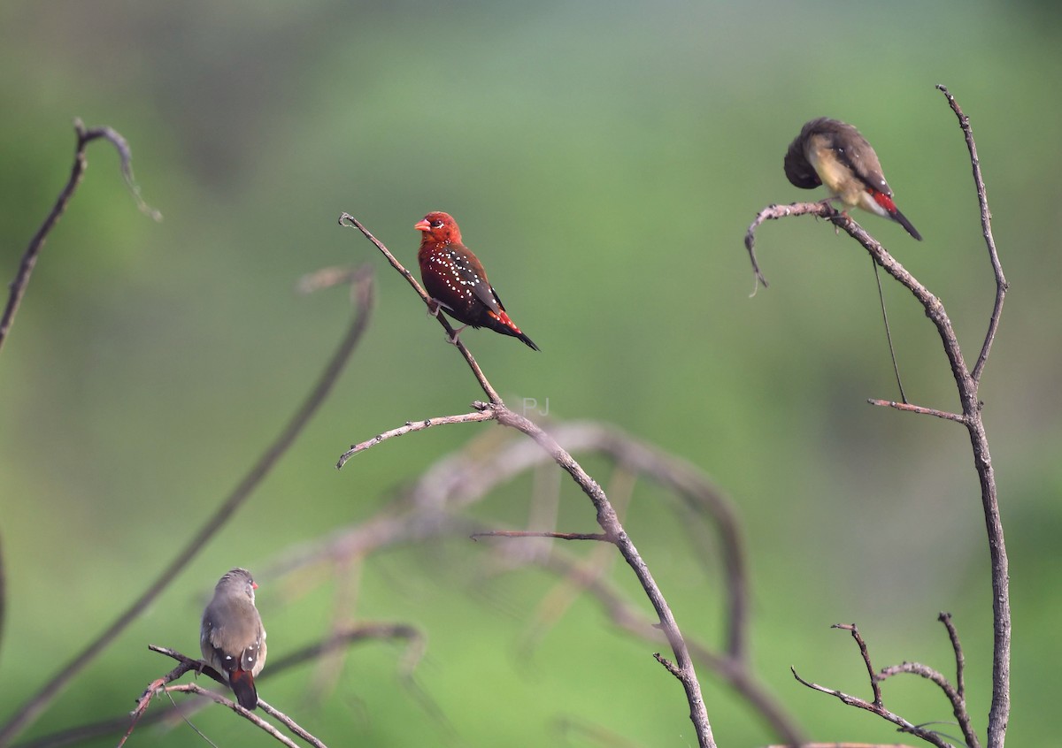 Red Avadavat - ML642335660