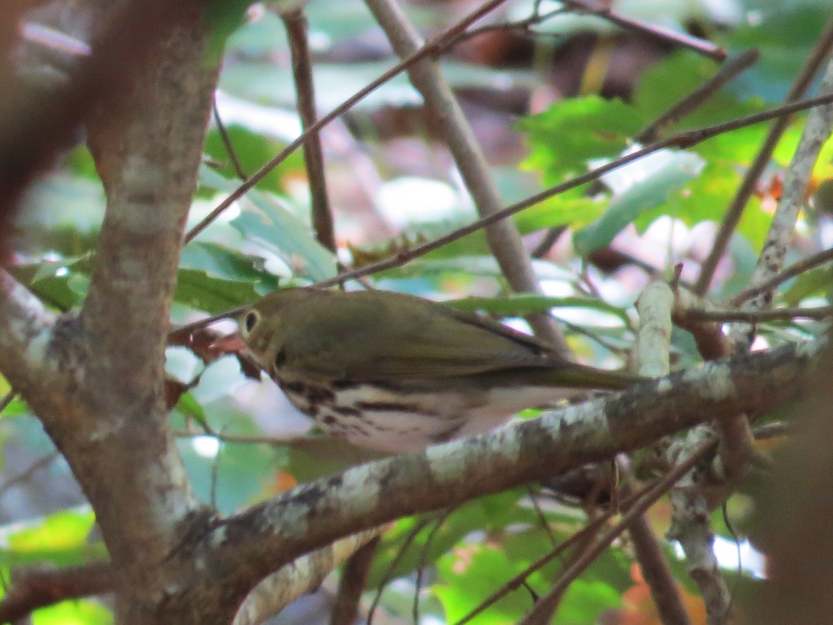 Ovenbird - ML642335663