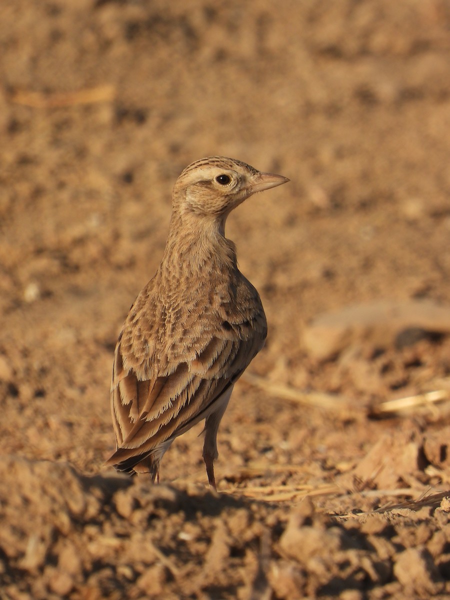 ニシヒメコウテンシ - ML642335703