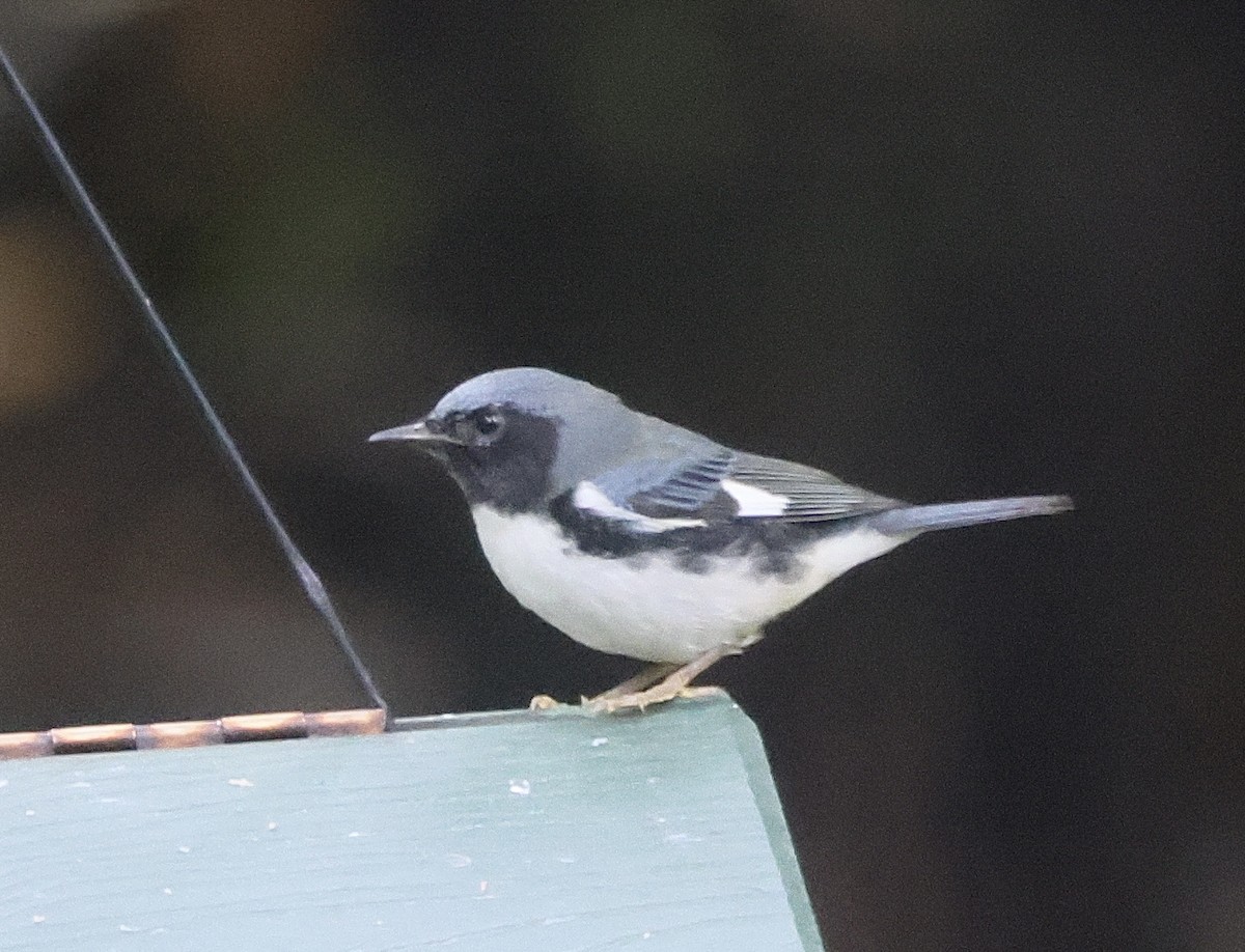 Black-throated Blue Warbler - ML642335726