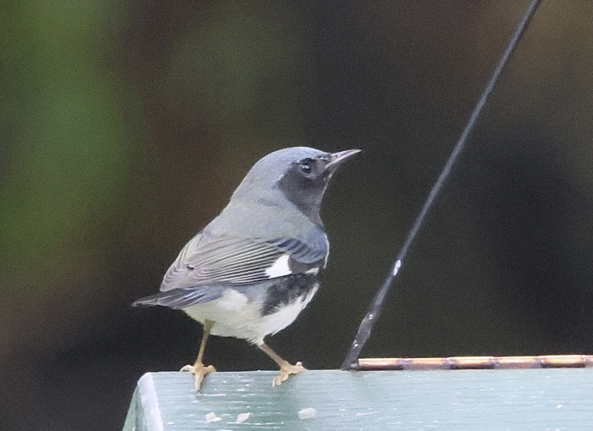 Black-throated Blue Warbler - ML642335727
