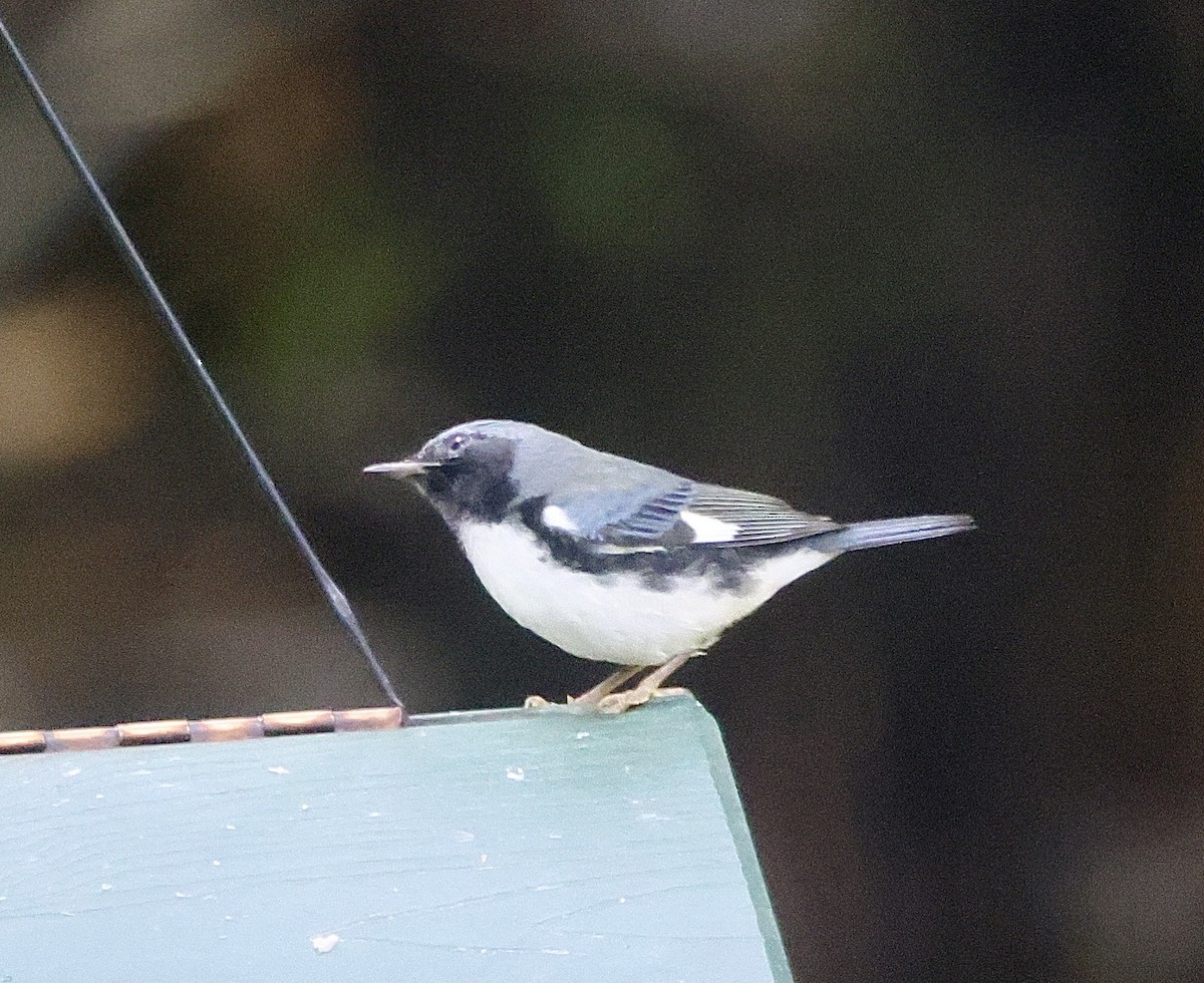 Black-throated Blue Warbler - ML642335728