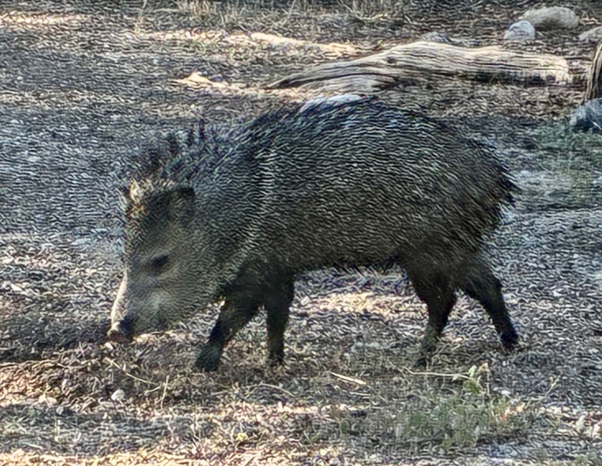 Collared Peccary - ML642335760