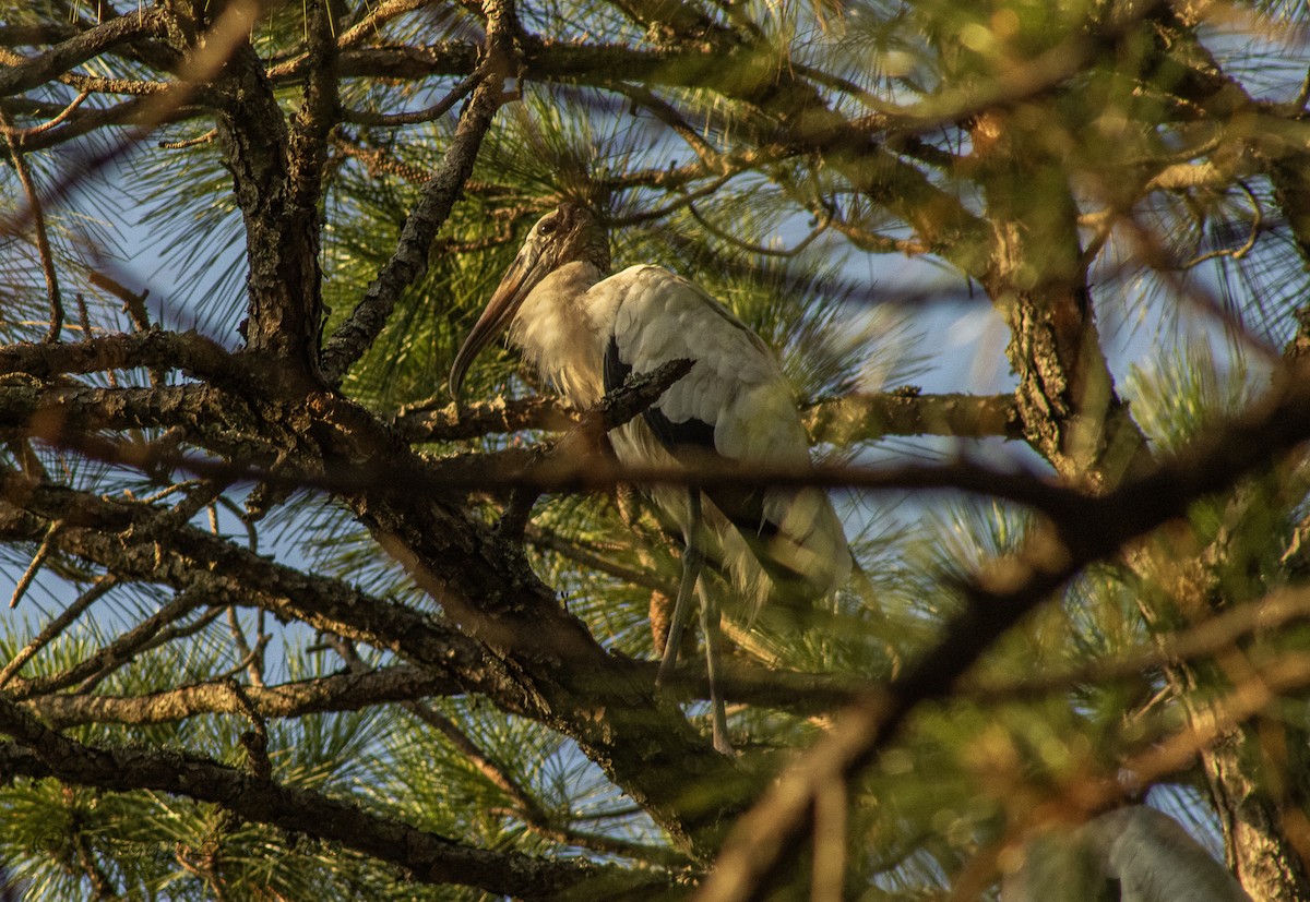 Wood Stork - ML642335772