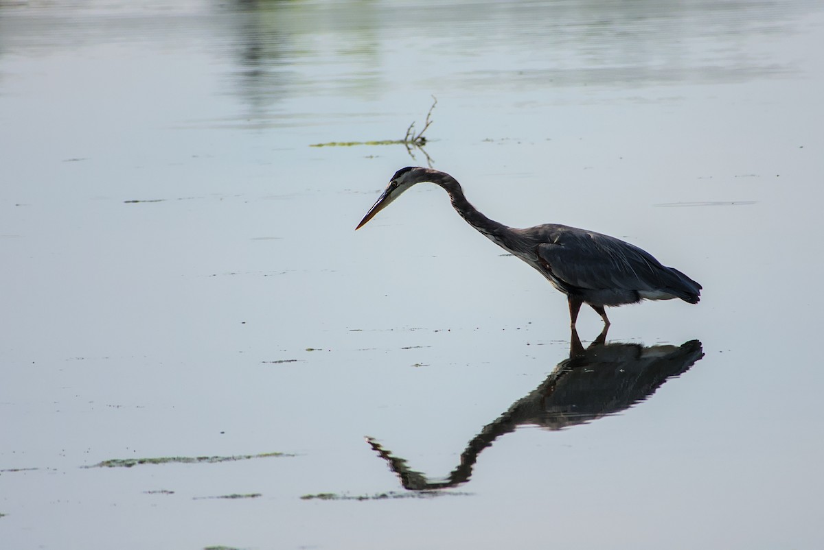 Great Blue Heron - ML642335777