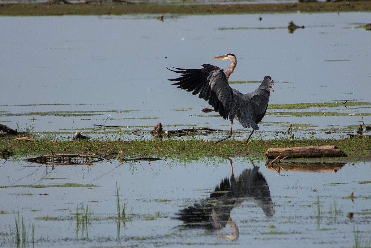 Great Blue Heron - ML642335787