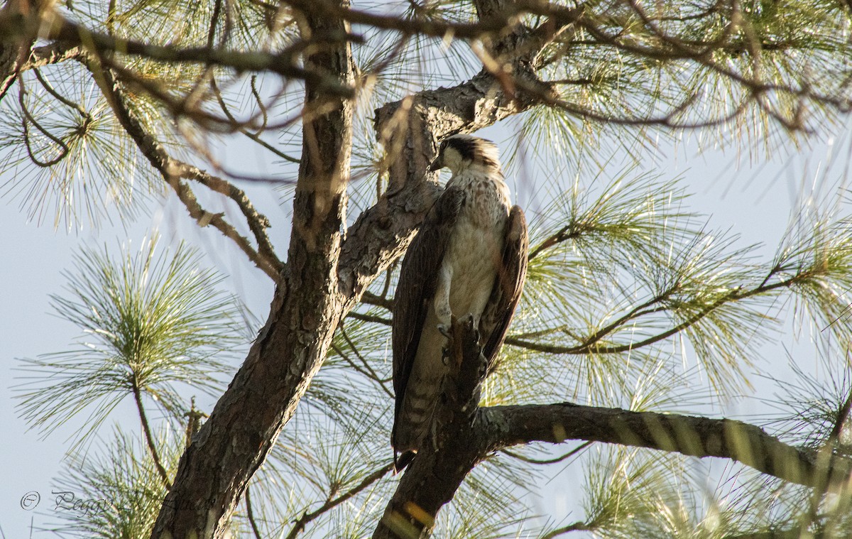 Osprey - ML642335790