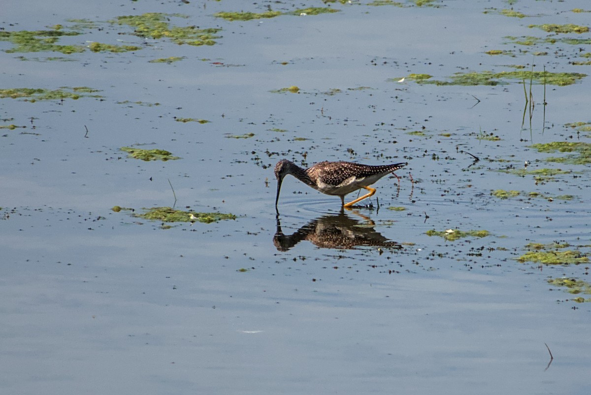 Greater Yellowlegs - ML642335803