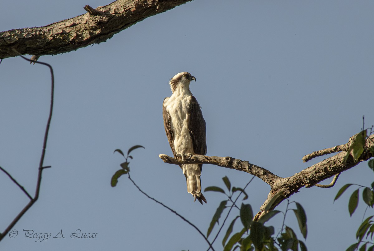 Osprey - ML642335809