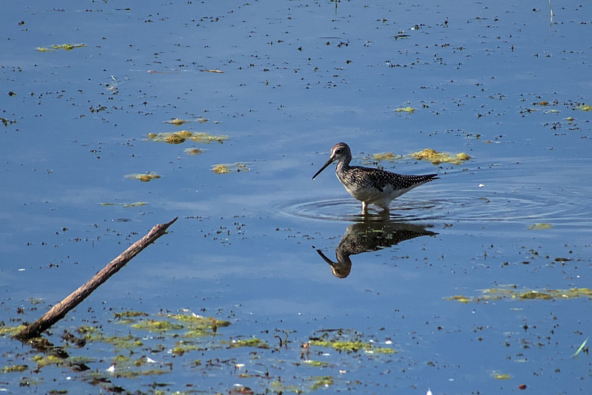 Greater Yellowlegs - ML642335817