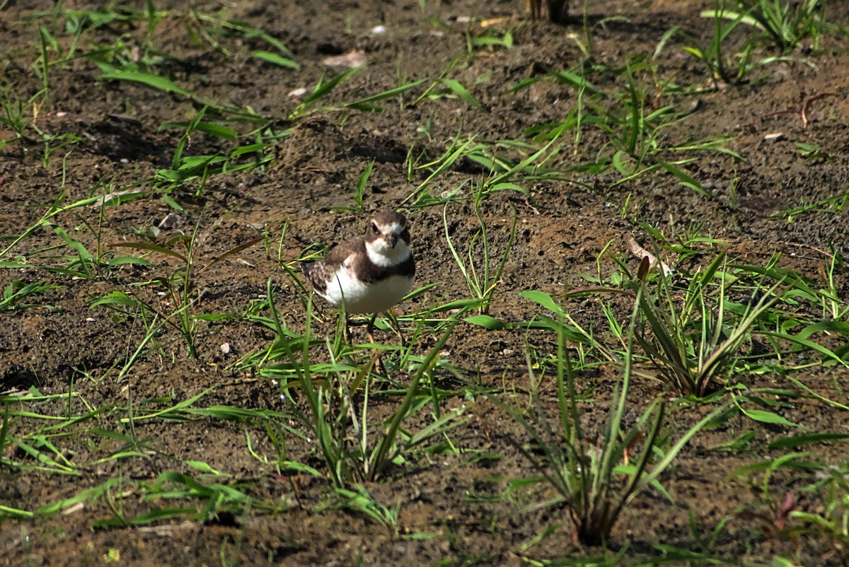 Semipalmated Plover - ML642335836