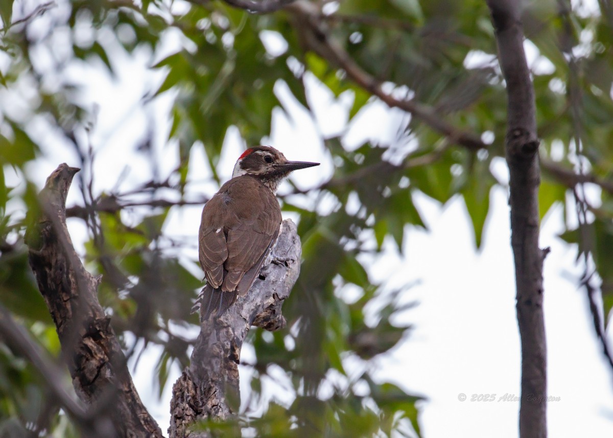 Arizona Woodpecker - ML642335841