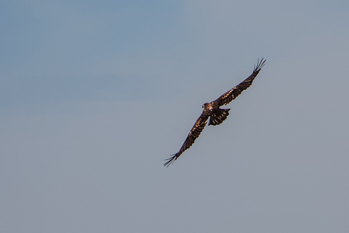 Bald Eagle - ML642335850