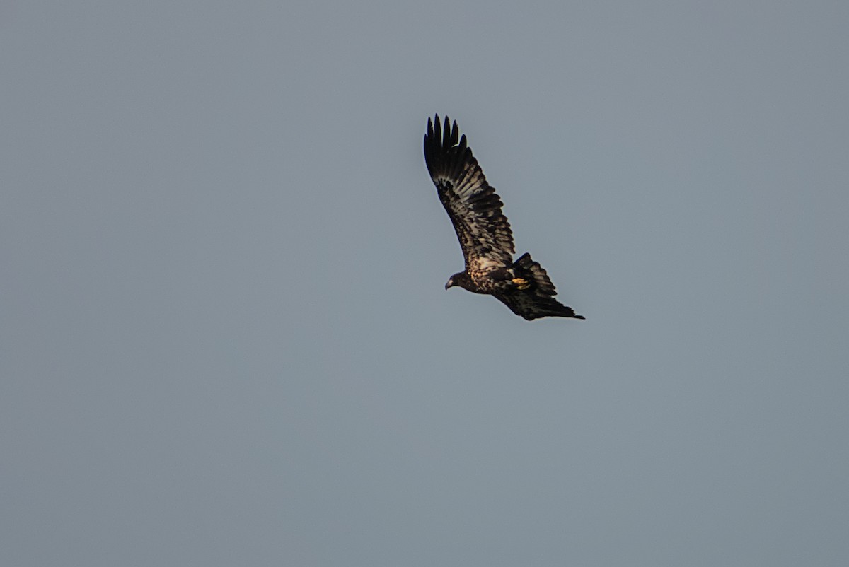 Bald Eagle - ML642335851