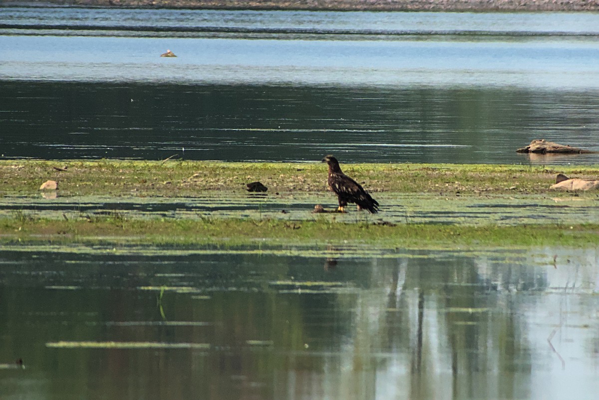 Bald Eagle - ML642335858