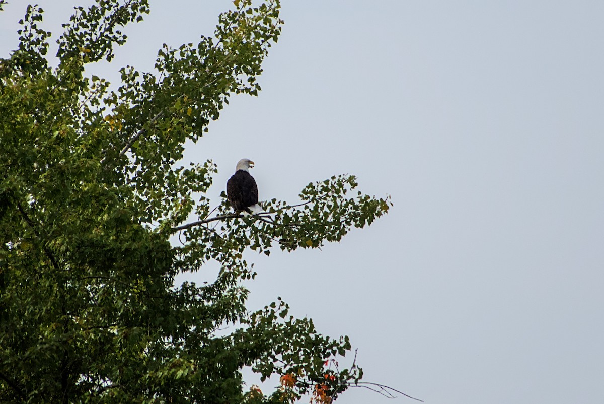 Bald Eagle - ML642335874