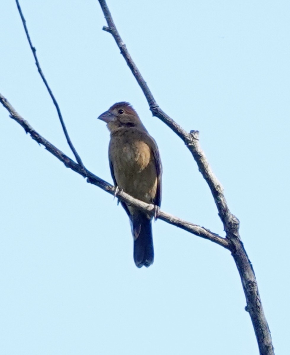 Blue Grosbeak - ML642335875