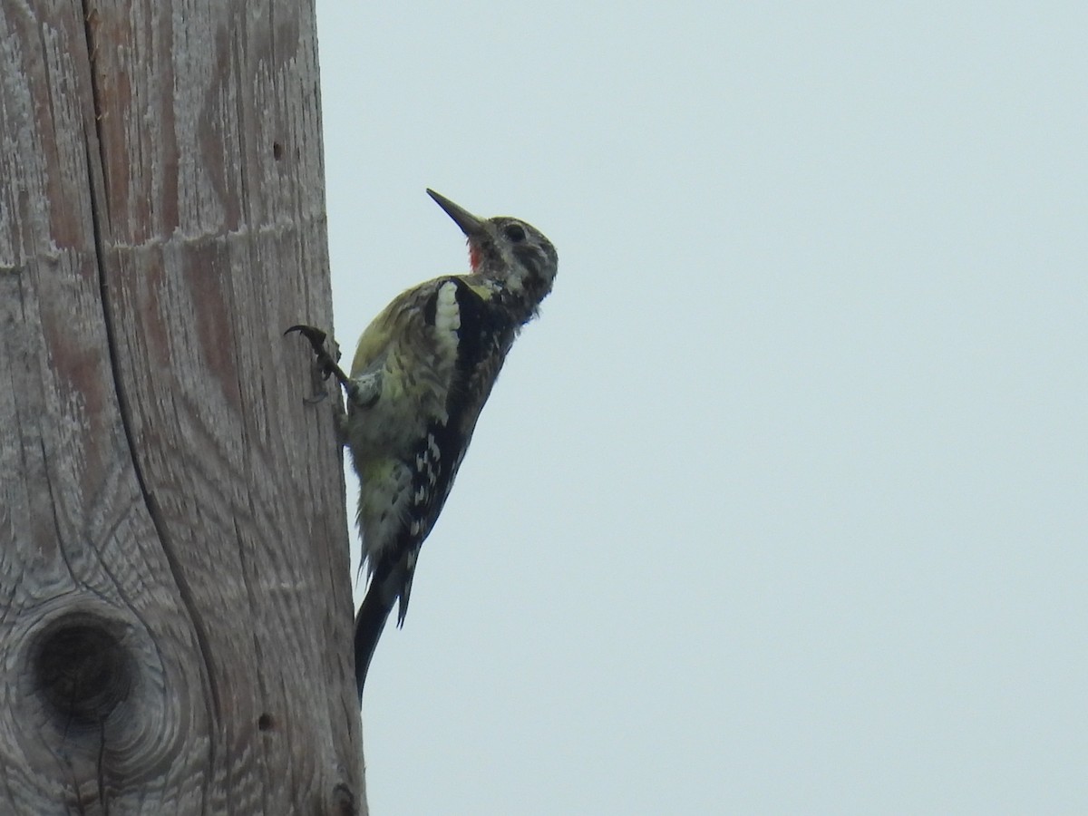 Yellow-bellied Sapsucker - ML642335912