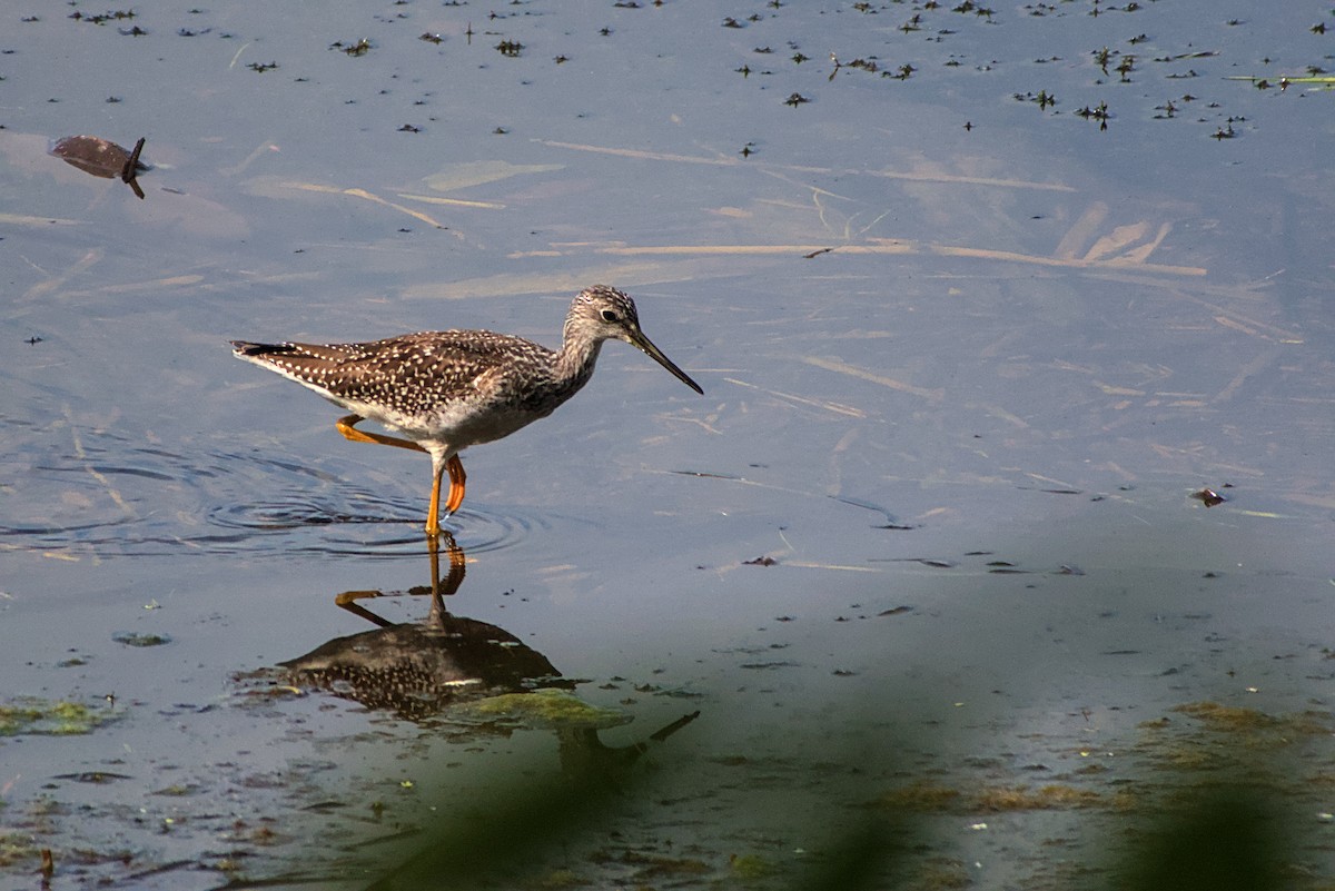 Greater Yellowlegs - ML642335913