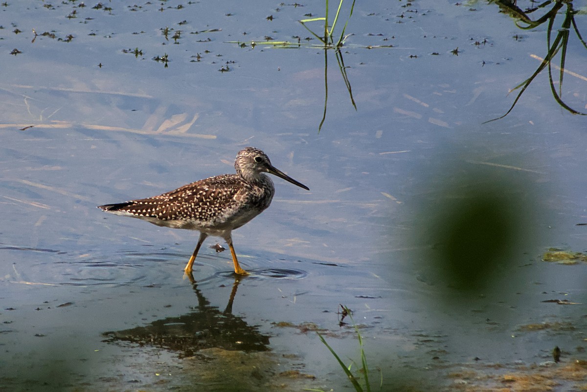 Greater Yellowlegs - ML642335916