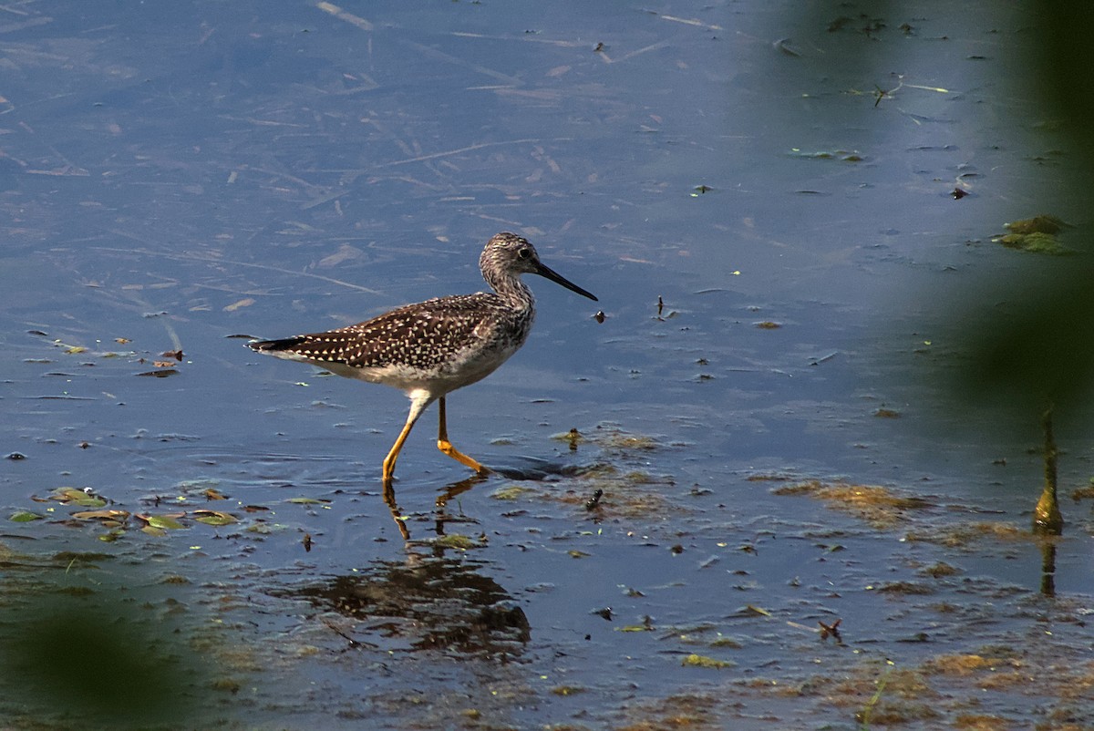 Greater Yellowlegs - ML642335922