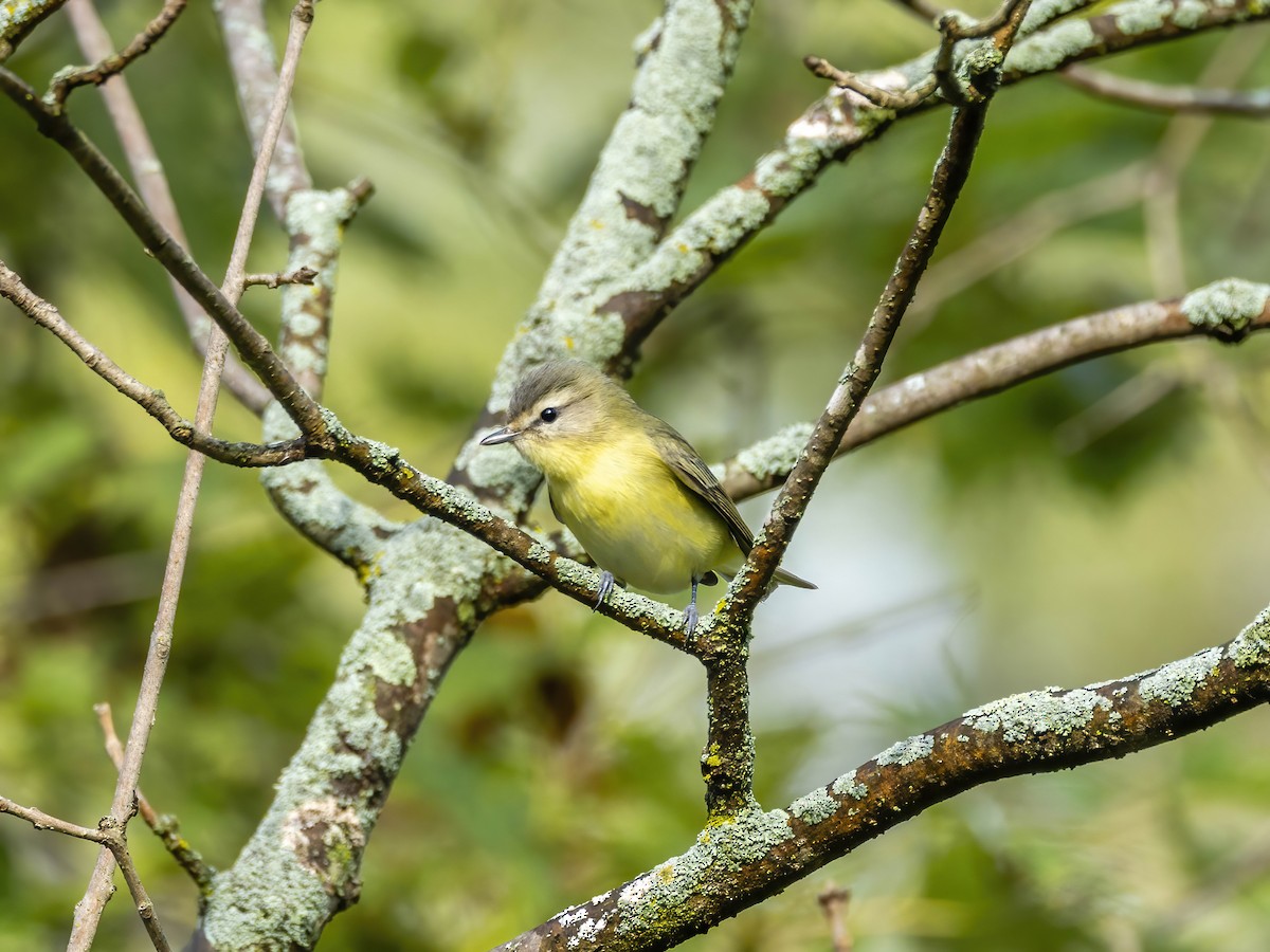 Philadelphia Vireo - ML642335931